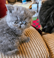 Exotic Shorthair Cats for sale in Lynn, MA 01905, USA. price: $900