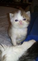 Exotic Shorthair Cats for sale in Leesport, Pennsylvania. price: $650