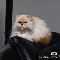 Exotic Shorthair Cats for sale in Staten Island, New York. price: $1,300