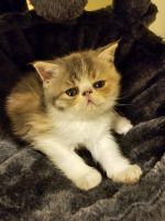 Exotic Shorthair Cats for sale in State College, PA, USA. price: $1,000