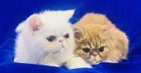Exotic Shorthair Cats Photos