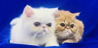 Exotic Shorthair Cats for sale in Pensacola, FL, USA. price: $600