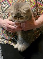Exotic Shorthair Cats for sale in State College, PA, USA. price: $800