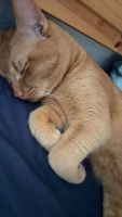 Exotic Shorthair Cats for sale in Stuttgarter Allee 30, 04209 Leipzig, Germany. price: 100 EUR