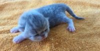 Exotic Shorthair Cats for sale in Buffalo, NY, USA. price: NA