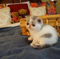 Exotic Shorthair Cats for sale in Springdale, AR 72762, USA. price: $2,300