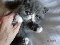 Exotic Shorthair Cats for sale in Springdale, AR 72762, USA. price: $2,000