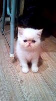 Exotic Shorthair Cats for sale in Des Moines, IA 50312, USA. price: NA