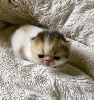 Exotic Shorthair Cats for sale in Miami, FL, USA. price: $1,600