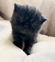 Exotic Shorthair Cats for sale in Milwaukee, WI, USA. price: $980
