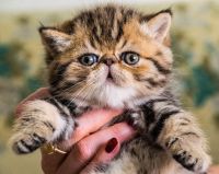 Exotic Shorthair Cats for sale in North Miami Beach, FL 33160, USA. price: $990
