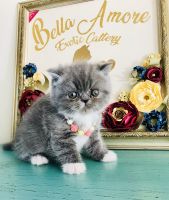 Exotic Shorthair Cats for sale in Miami, FL, USA. price: $1,500