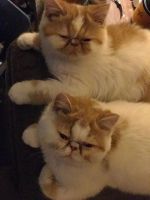 Exotic Shorthair Cats for sale in Reno, NV, USA. price: $1,000