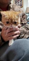 Exotic Shorthair Cats for sale in Lawton, OK, USA. price: $600