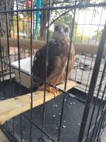 Falcon Birds for sale in Fort Worth, TX, USA. price: NA