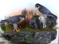 Falcon Birds Photos