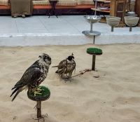 Falcon Birds Photos