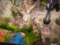Fancy Tail Guppy Fishes for sale in Foley, AL 36535, USA. price: $15