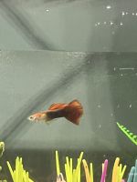 Fancy Tail Guppy Fishes for sale in Rensselaer, NY 12144, USA. price: NA