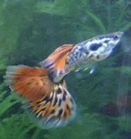 Fancy Tail Guppy Fishes Photos