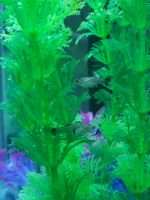 Fancy Tail Guppy Fishes for sale in San Mateo, California. price: $10