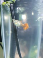 Fancy Tail Guppy Fishes for sale in San Mateo, California. price: $10