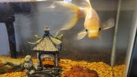 Fantail goldfish Fishes Photos