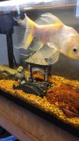 Fantail goldfish Fishes for sale in Rockford, IL, USA. price: $20