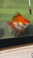 Fantail goldfish Fishes Photos