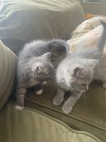 Farm Cat Cats for sale in Baltimore, Maryland. price: $50