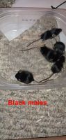 Fat Mouse Rodents Photos