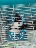 Feeder Rats Rodents for sale in Fayetteville, NC, USA. price: $5