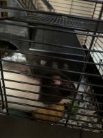 Feeder Rats Rodents Photos