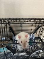Feeder Rats Rodents Photos