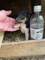 Feist Puppies for sale in Franklinville, NC 27248, USA. price: $450
