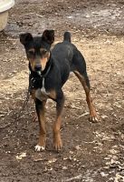 Feist Puppies for sale in Locust Grove, VA 22508, USA. price: $50