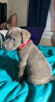 Fell Terrier Puppies for sale in Conyers, GA, USA. price: $500