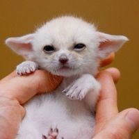 Fennec Fox Animals for sale in Houston, Texas. price: NA