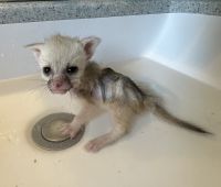 Female fennec fox baby