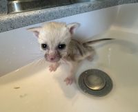 Female fennec fox baby