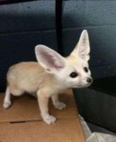 Fennec Fox Animals for sale in Los Angeles, CA, USA. price: $400