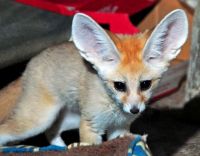Fennec Fox Animals for sale in 1419 S Westwood Blvd, Los Angeles, CA 90024, USA. price: $750