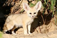 Fennec Fox Animals for sale in 1419 S Westwood Blvd, Los Angeles, CA 90024, USA. price: $600
