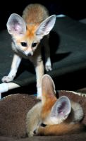 Fennec Fox Animals for sale in 1419 S Westwood Blvd, Los Angeles, CA 90024, USA. price: $800