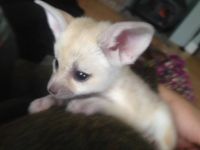 Fennec Fox Animals for sale in Los Angeles, CA, USA. price: $550