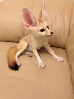 Fennec Fox Animals for sale in New York, NY, USA. price: $500