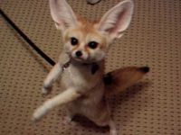 Fennec Fox Animals for sale in 24420 S Dixie Hwy, Princeton, FL 33032, USA. price: $500