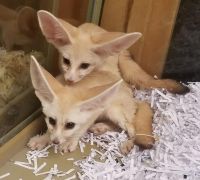 Fennec Fox Animals for sale in 24420 S Dixie Hwy, Princeton, FL 33032, USA. price: $700