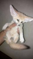 Fennec Fox Animals for sale in 4500 N Oracle Rd, Tucson, AZ 85705, USA. price: $700