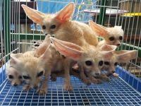 Fennec Fox Animals for sale in Los Angeles, CA, USA. price: $530